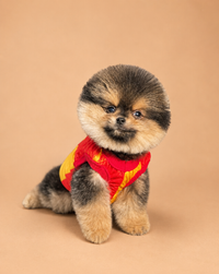Maya — 3 aylık dişi Pomeranian Boo yavru köpek (fotoğraf 2)