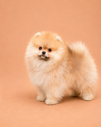 Bella — 3 aylık dişi Pomeranian Boo yavru köpek (fotoğraf 2)