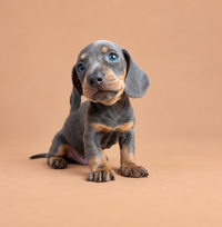 Gandalf — erkek blue tan Mini Dachshund yavru köpek