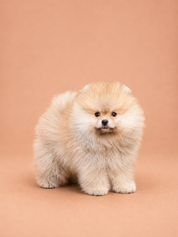 Bella — 3 aylık dişi Pomeranian Boo yavru köpek (fotoğraf 4)