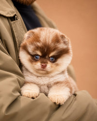 Teddy