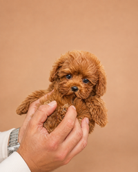 Tony — 3 aylık erkek Maltipoo yavru köpek (fotoğraf 3)
