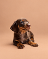 Loyal — 3 aylık dişi choco tan Mini Dachshund yavru köpek