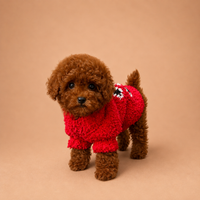 Vera — 3 aylık dişi Toy Poodle yavru köpek (fotoğraf 4)