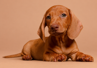 Carla — 3 aylık dişi kahverengi Mini Dachshund yavru köpek (fotoğraf 3)