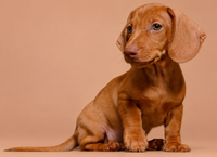 Carla — 3 aylık dişi kahverengi Mini Dachshund yavru köpek (fotoğraf 2)