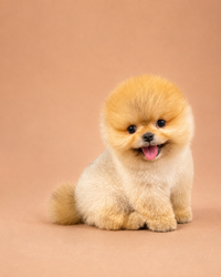 Rose — 3 aylık dişi Pomeranian Boo yavru köpek (fotoğraf 4)