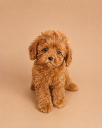 Tony — 3 aylık erkek Maltipoo yavru köpek (fotoğraf 4)