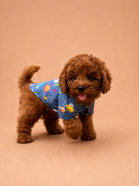 Tyson — 3 aylık erkek Toy Poodle yavru köpek (fotoğraf 4)