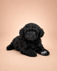 Zeytin