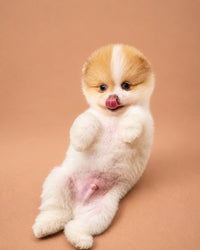 Biscuit