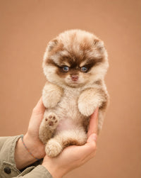 Teddy