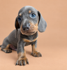 Gandalf — erkek blue tan Mini Dachshund yavru köpek (fotoğraf 3)