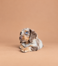 Martini — 3 aylık erkek merle Mini Dachshund yavru köpek (fotoğraf 2)