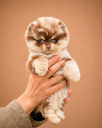Teddy