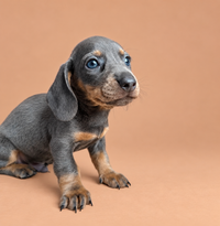Gandalf — erkek blue tan Mini Dachshund yavru köpek (fotoğraf 2)