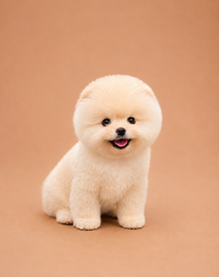 Gucci — 3 aylık dişi Pomeranian Boo yavru köpek (fotoğraf 2)