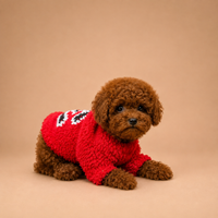 Vera — 3 aylık dişi Toy Poodle yavru köpek (fotoğraf 3)