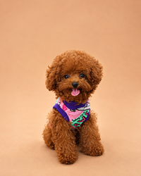 Taco — 3 aylık erkek Toy Poodle yavru köpek (fotoğraf 3)