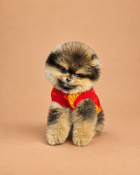 Maya — 3 aylık dişi Pomeranian Boo yavru köpek (fotoğraf 4)
