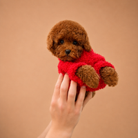 Vera — 3 aylık dişi Toy Poodle yavru köpek