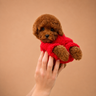 Vera — 3 aylık dişi Toy Poodle yavru köpek