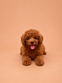 Tyson — 3 aylık erkek Toy Poodle yavru köpek (fotoğraf 2)