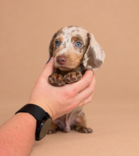 Martini — 3 aylık erkek merle Mini Dachshund yavru köpek (fotoğraf 3)