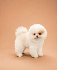 Daisey