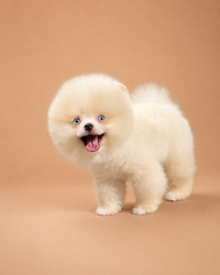 Sky — 3 aylık erkek Pomeranian Boo yavru köpek (fotoğraf 2)