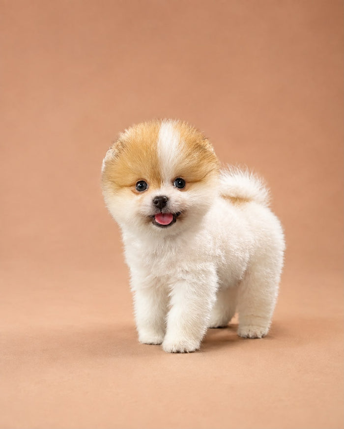 Biscuit