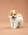 Biscuit