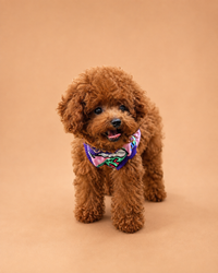 Taco — 3 aylık erkek Toy Poodle yavru köpek (fotoğraf 4)