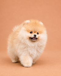 Bella — 3 aylık dişi Pomeranian Boo yavru köpek (fotoğraf 3)