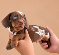 Bihter — 3 aylık dişi choco tan Mini Dachshund yavru köpek (fotoğraf 2)