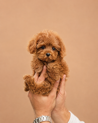 Tony — 3 aylık erkek Maltipoo yavru köpek (fotoğraf 2)