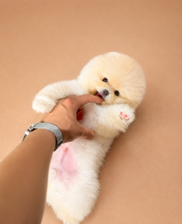 Limon — 3 aylık dişi Pomeranian yavru köpek (fotoğraf 4)
