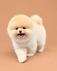 Limon — 3 aylık dişi Pomeranian yavru köpek (fotoğraf 3)