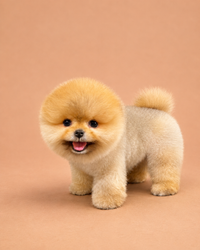 Rose — 3 aylık dişi Pomeranian Boo yavru köpek (fotoğraf 2)