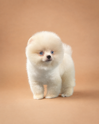 Sky — 3 aylık erkek Pomeranian Boo yavru köpek (fotoğraf 4)