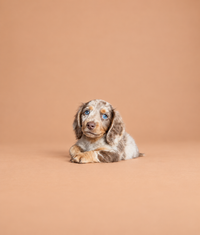 Martini — 3 aylık erkek merle Mini Dachshund yavru köpek