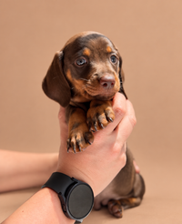 Loyal — 3 aylık dişi choco tan Mini Dachshund yavru köpek (fotoğraf 3)