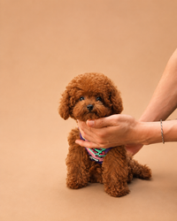 Taco — 3 aylık erkek Toy Poodle yavru köpek