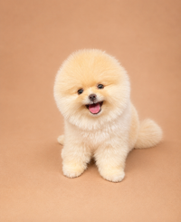 Limon — 3 aylık dişi Pomeranian yavru köpek (fotoğraf 2)