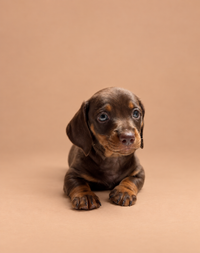 Loyal — 3 aylık dişi choco tan Mini Dachshund yavru köpek (fotoğraf 2)