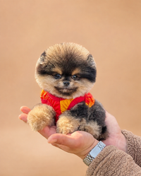 Maya — 3 aylık dişi Pomeranian Boo yavru köpek (fotoğraf 3)