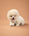Sky — 3 aylık erkek Pomeranian Boo yavru köpek