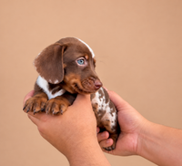 Bihter — 3 aylık dişi choco tan Mini Dachshund yavru köpek (fotoğraf 3)