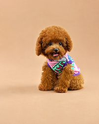 Taco — 3 aylık erkek Toy Poodle yavru köpek (fotoğraf 2)