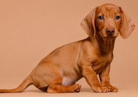 Carla — 3 aylık dişi kahverengi Mini Dachshund yavru köpek